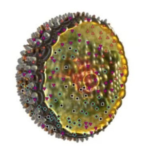 epstein barr virus sq epstein barr virus sq